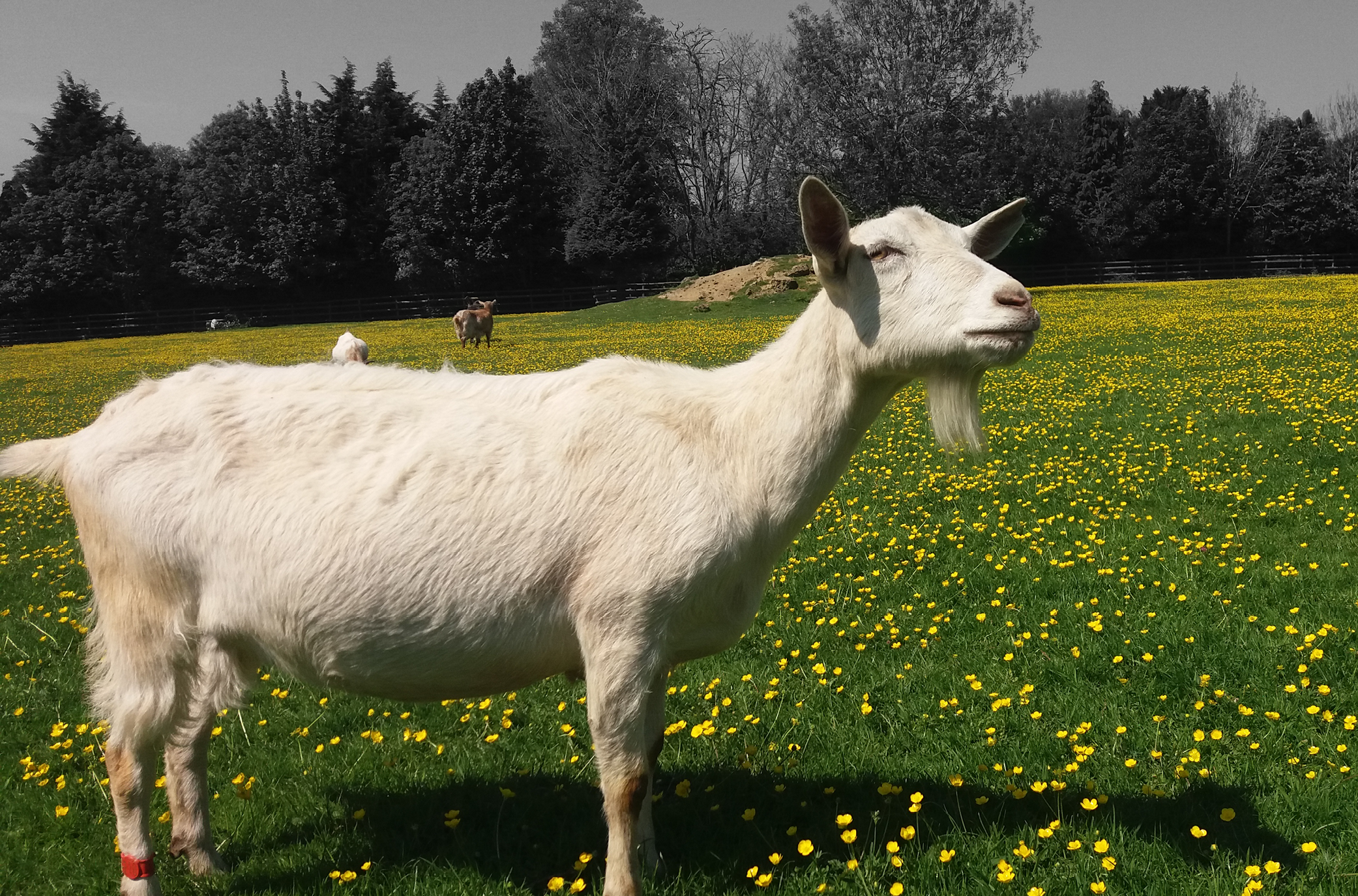 Qurbani